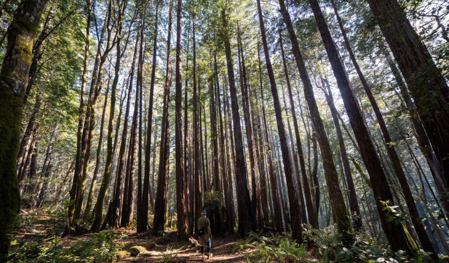 Kruse Rhododendron State Natural Reserve, California, USA